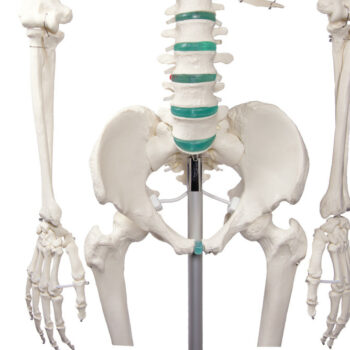 Ihmisen luuranko Oscar 187 cm