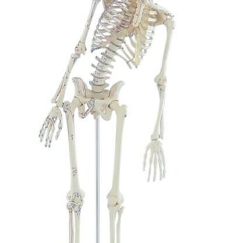 Ihmisen miniatyyriluuranko Fred joustavalla selkärangalla ja lihasmerkinnöillä 84cm