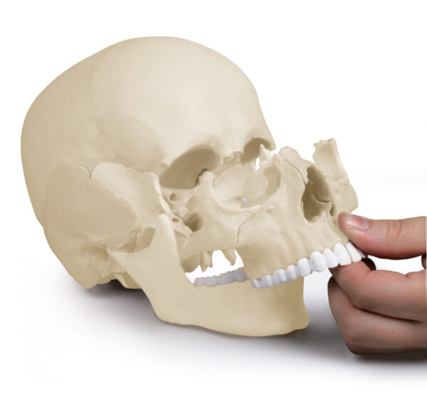 Osteopaattinen kallo valkoinen 22-osainen