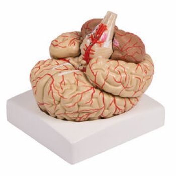 Aivomalli valtimoilla 9-osainen 17 x 15 x 16 cm