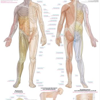 Dermatomikartta 70 x 100 cm muovia